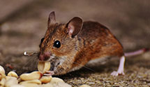 wildlife-removal Experts in Kirkwood